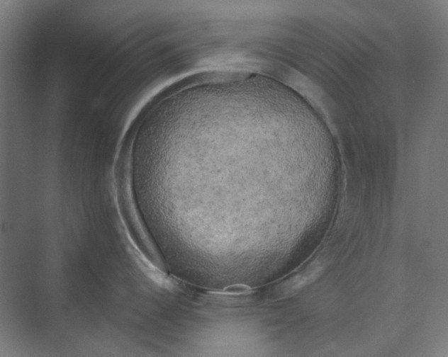 X0000073861344200608312017