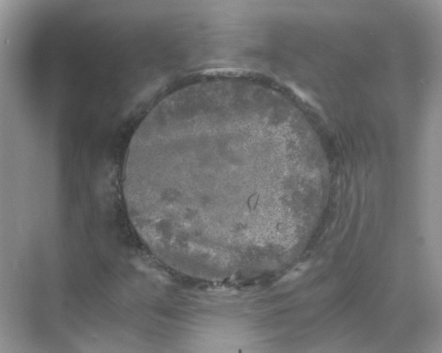 X0000073861351200608312016