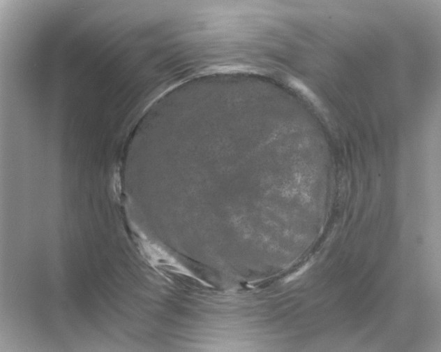 X0000073861361200608312016