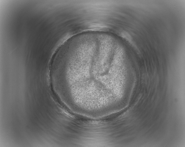 X0000073861362200608312016