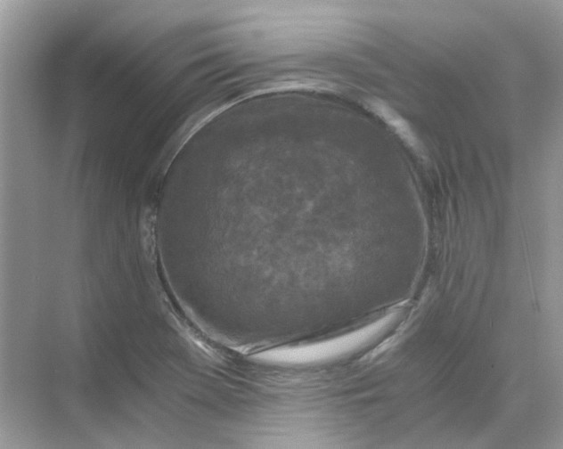 X0000073861369200608312015