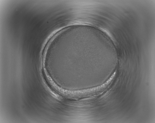 X0000073861371200608312015