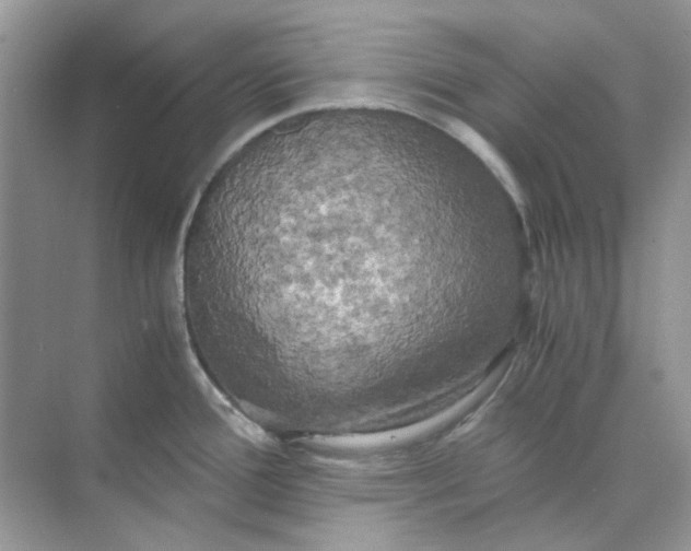 X0000073861388200608312015