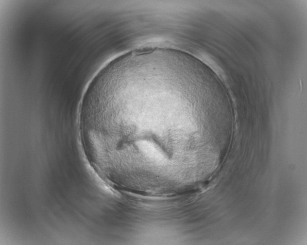 X0000073861392200608312015