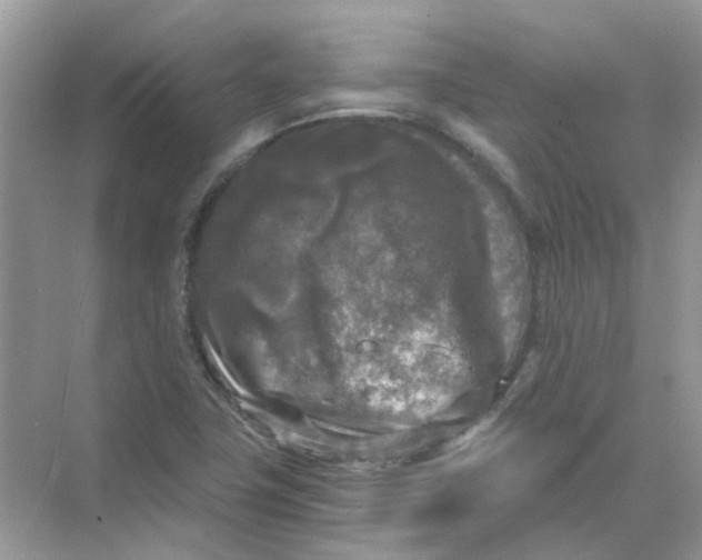 X0000073861411200608312015