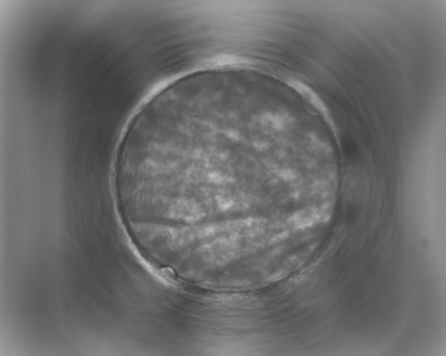 X0000073861429200608312015