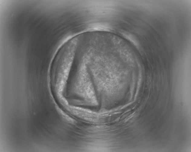 X0000073861471200608312014