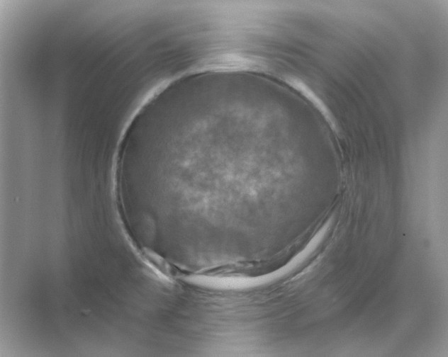 X0000073861477200608312014