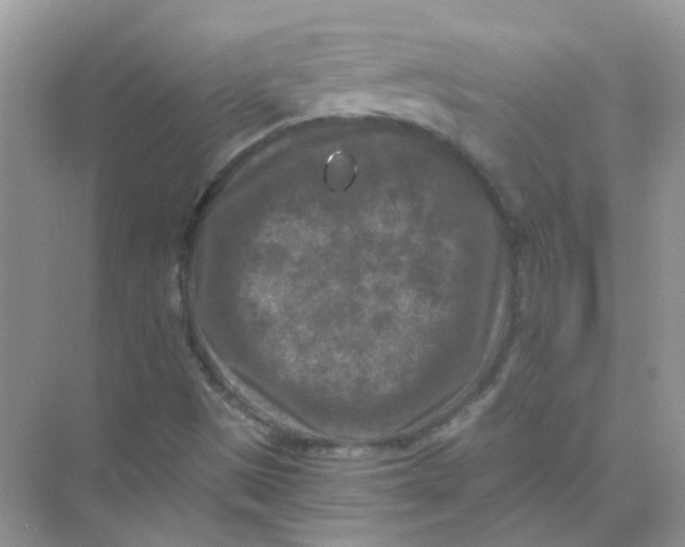 X0000073861497200608312013