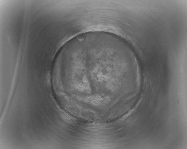 X0000073861505200608312013