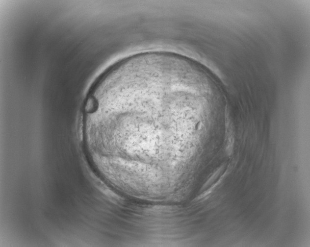 X0000073861510200608312013