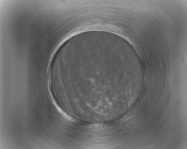 X0000073861515200608312013