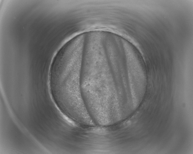 X0000073861525200608312013