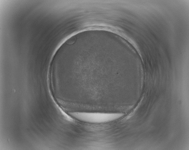 X0000073861533200608312013