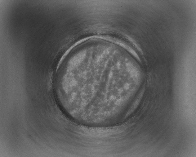 X0000073860018200609071645