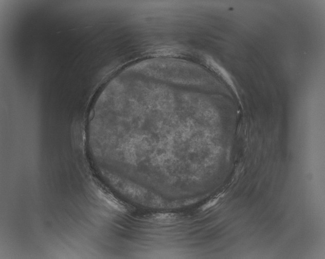 X0000073860059200609071644