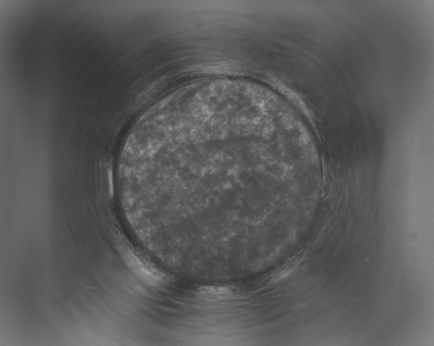 X0000073860061200609071644