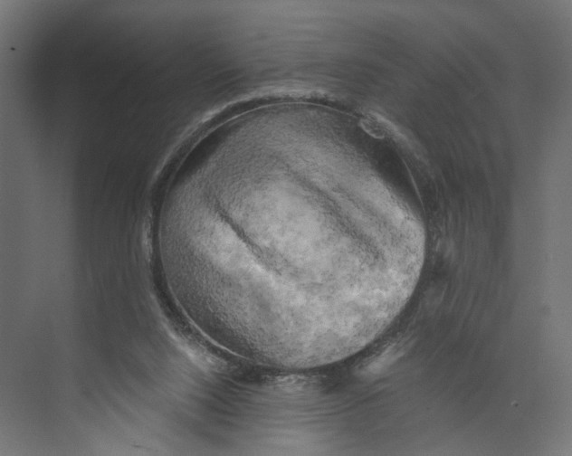 X0000073860064200609071644