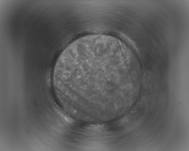 X0000073860065200609071644