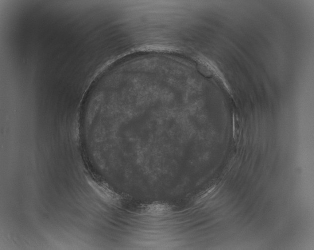 X0000073860204200609071642