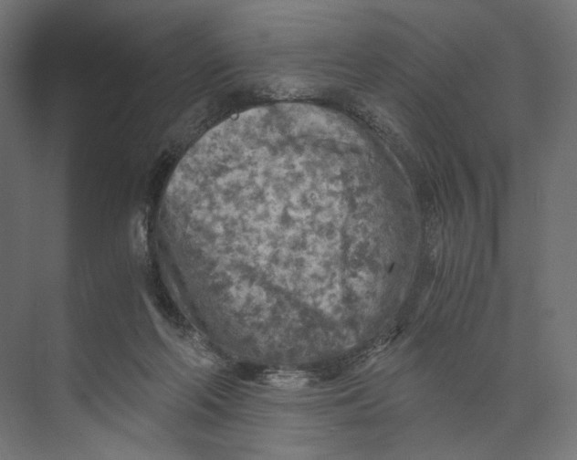 X0000073860214200609071641