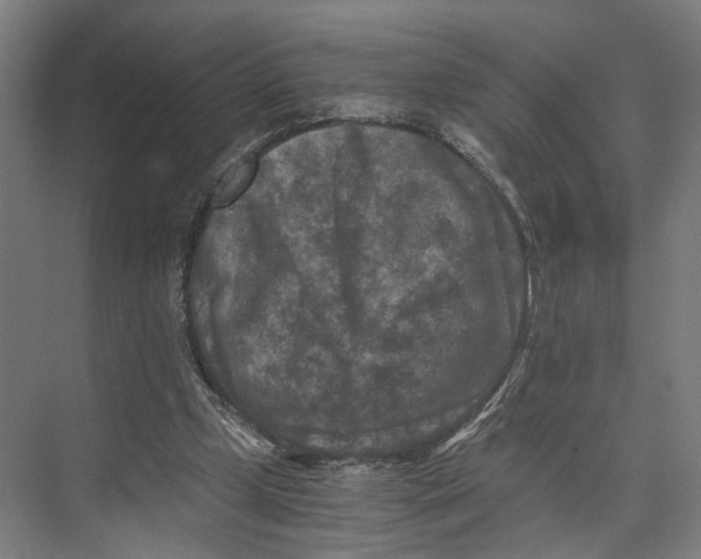 X0000073860249200609071640