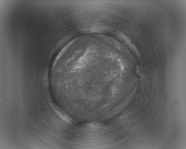 X0000073860250200609071640