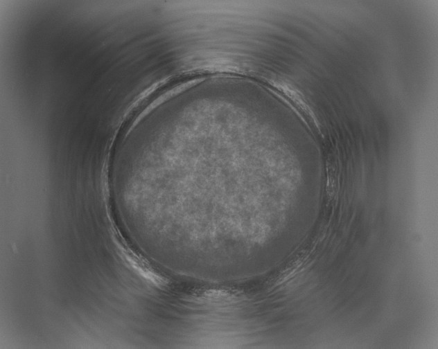 X0000073860390200609071638