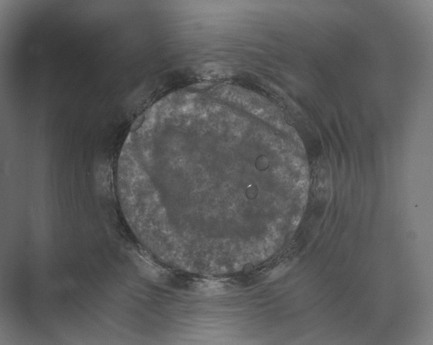 X0000073860523200609071636