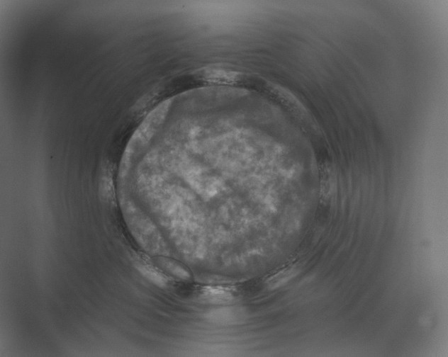 X0000073860573200609071636