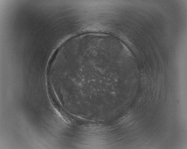 X0000073860626200609071634