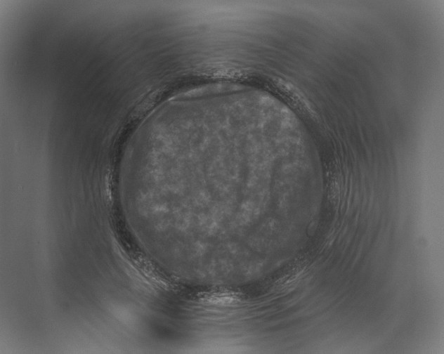 X0000073860643200609071634