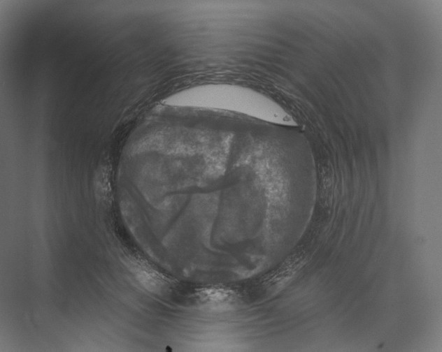 X0000073860654200609071634