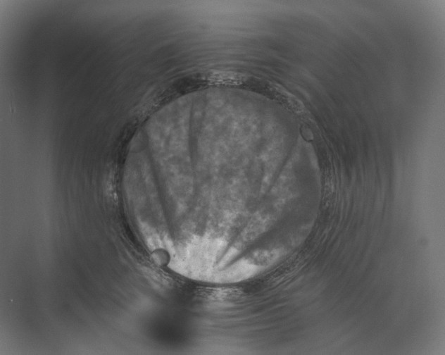 X0000073860663200609071634