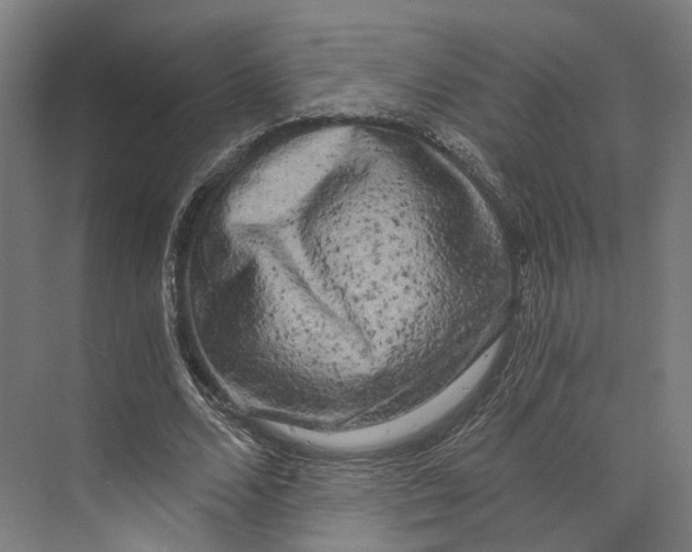 X0000073860680200609071634