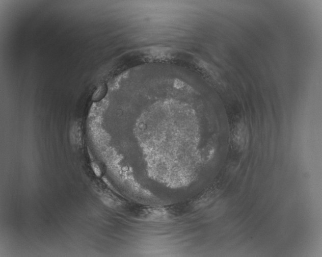 X0000073860715200609071633