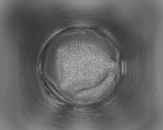 X0000073860723200609071632