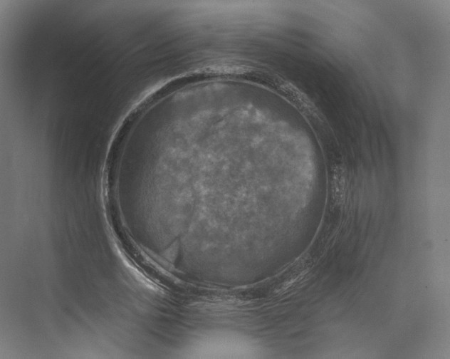 X0000073860726200609071632