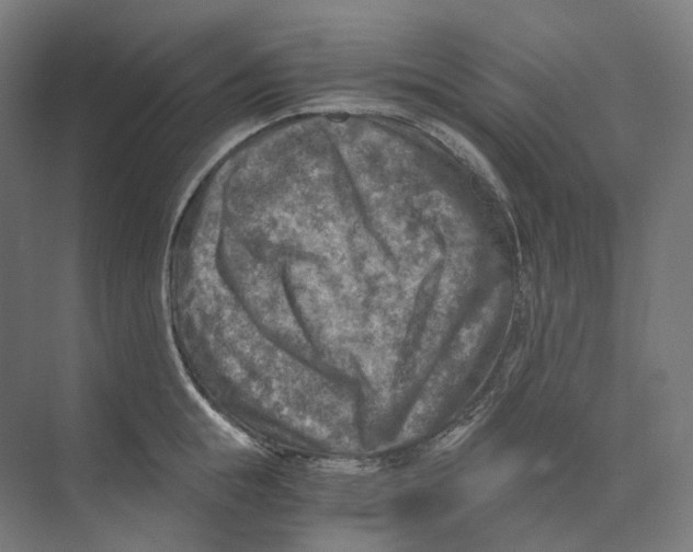 X0000073860855200609071631