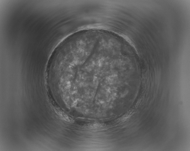 X0000073860879200609071630