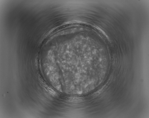 X0000073860921200609071629