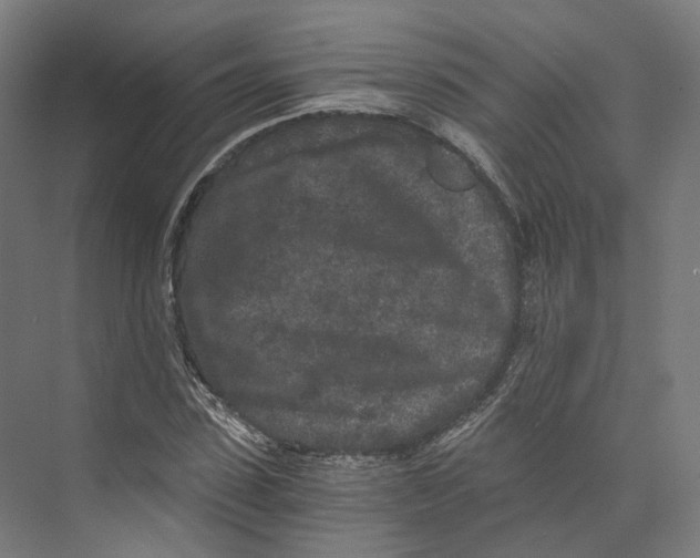 X0000073860923200609071629