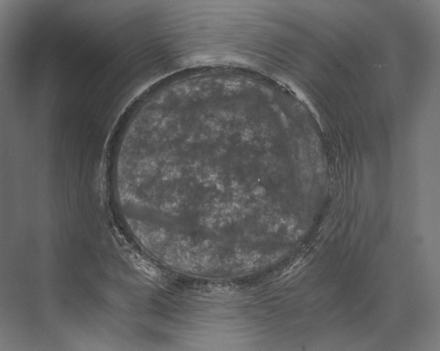 X0000073860975200609071629