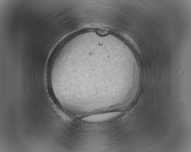 X0000073860976200609071629