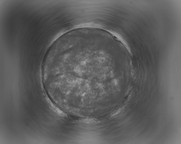 X0000073860998200609071628