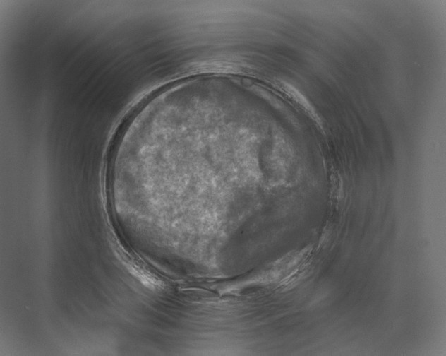 X0000073861035200609071628