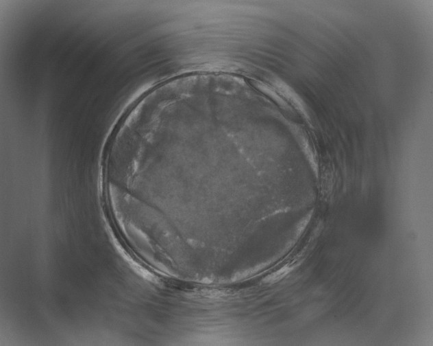 X0000073861095200609071627