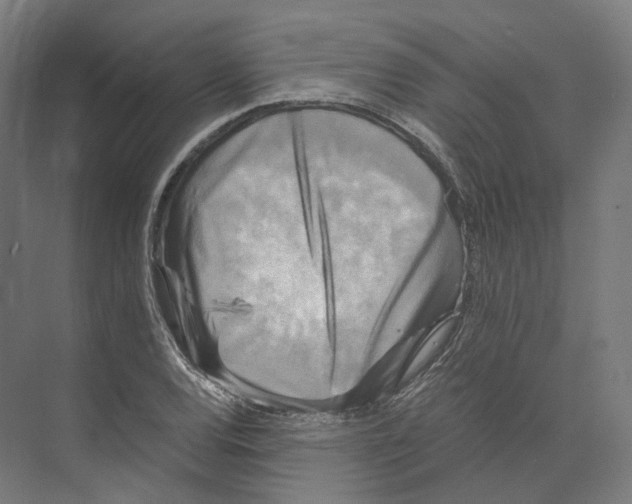 X0000073861120200609071626