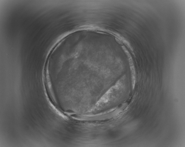 X0000073861239200609071625