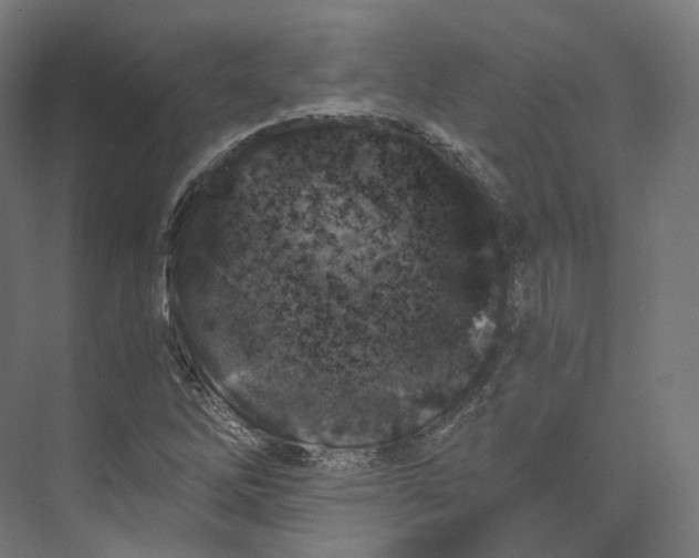 X0000073861262200609071624